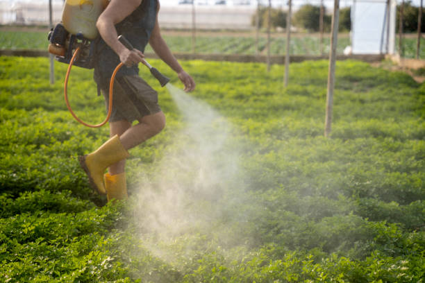Wasp Removal Services in East Aurora, NY