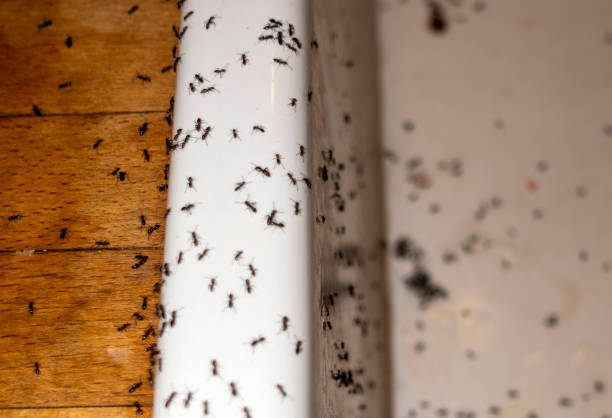 Best Flea Control Services  in East Aurora, NY