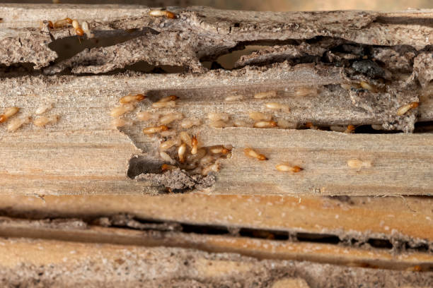 Best Mosquito Control Services  in East Aurora, NY